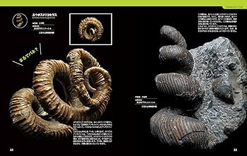 81bkl2dSL+L._AC_UF350,